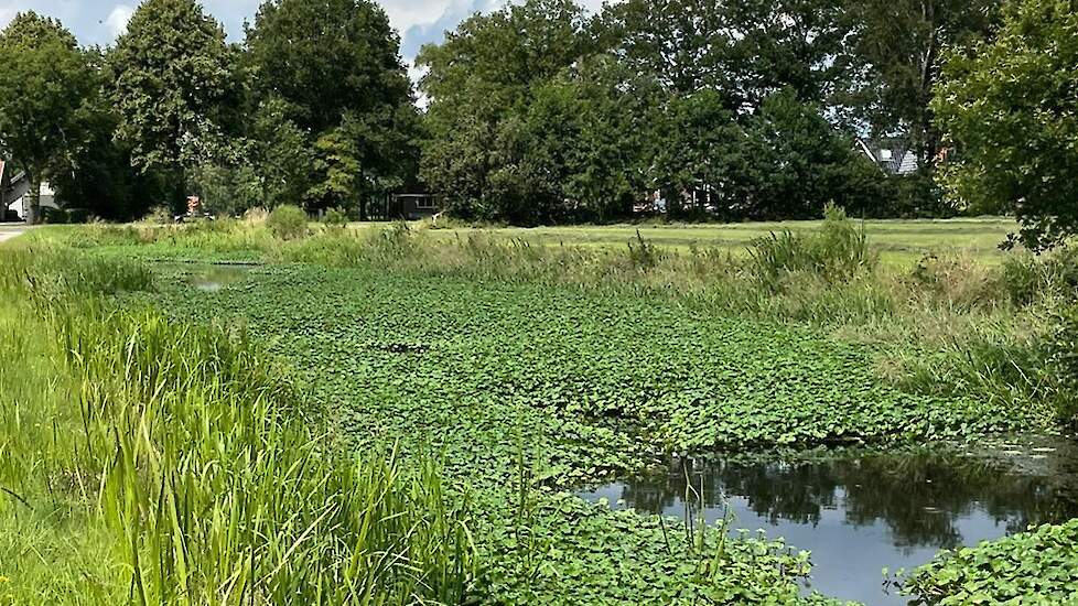 Als de grote waternavel de kans krijgt, groeien sloten, beken en kanalen binnen de kortste keren helemaal dicht.