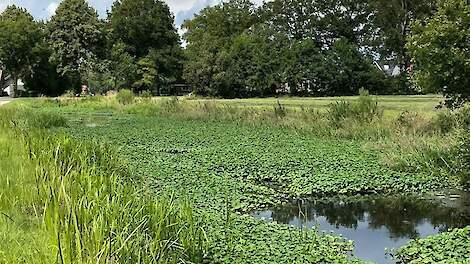 Als de grote waternavel de kans krijgt, groeien sloten, beken en kanalen binnen de kortste keren helemaal dicht.