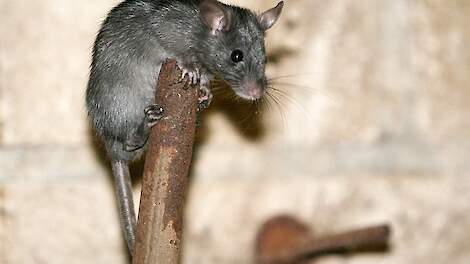 Het verspreidingsgebied van de zwarte rat, die vooral in Brabant en Noord Limburg voorkomt, breidt uit. Het aantal zwarte ratten neemt niet toe.