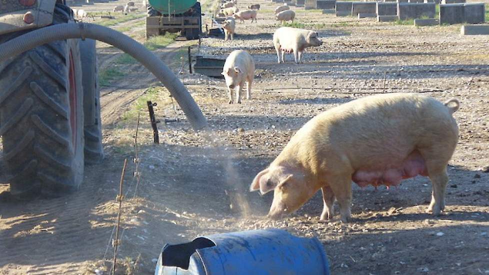 In Engeland is het buiten houden van varkens vrij gangbaar.