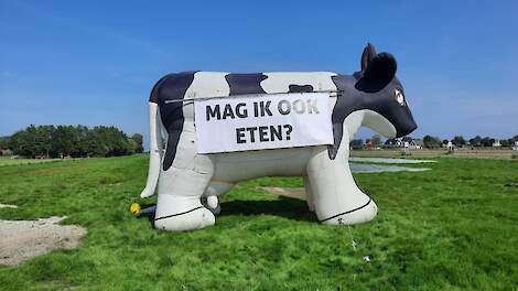 Met de koe wil Meijaard aandacht vragen voor het ganzenprobleem. Rechts achter de koe liggen de doeken die helpen tegen overlast van ganzen.