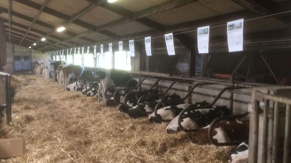 Het vee van Hedra Holsteins was woensdag, de dag voor de veiling, op het bedrijf te bekijken.