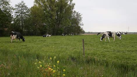 Grazend vee in Flevoland.