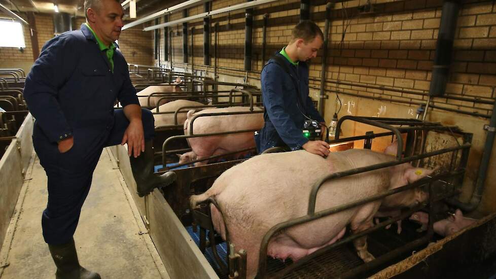 Specialist Tom Jilesen van ABZ Diervoeding (rechts) voert een meting uit door middel van de GMI-techniek. Varkenshouder Henri Peters (links) krijgt vervolgens inzicht in de resultaten.