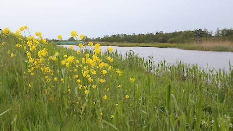 De Weerribben in de Kop van Overijssel.