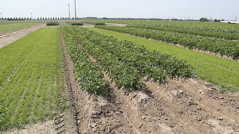 Afbeelding van strokenteelt tegen Phytophtora.