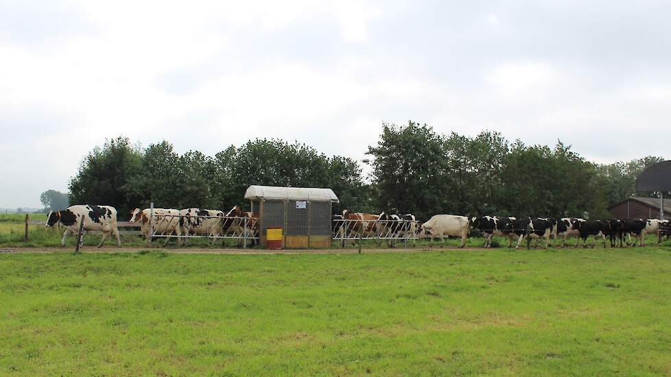 Koeien lopen door de mechanische vliegenval op het kavelpad.