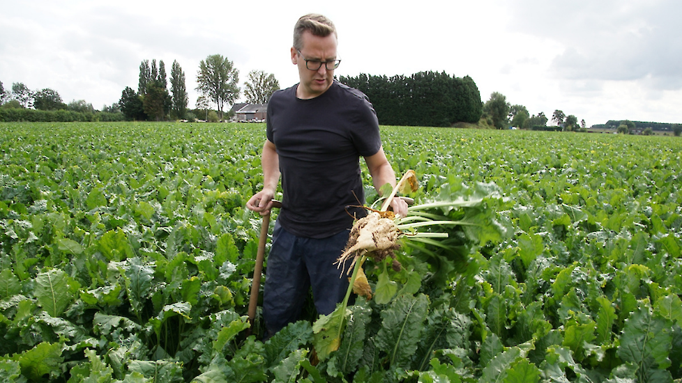 Een mooie biet op het stuk dat gewoeld is en daarna ingezaaid met gele mosterd en 3 procent phacelia. De stand van het gewas is goed dankzij de open structuur en de mineralisatie van de groenbemester.