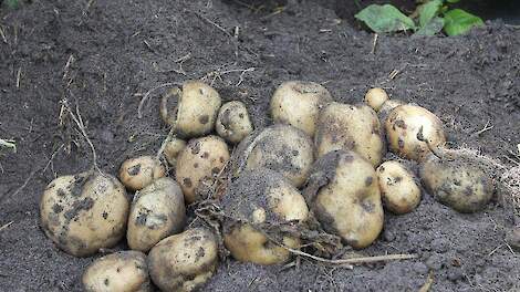 VTA: Gemiddeld is er sinds de meting in augustus 9,7 ton per hectare bijgegroeid.