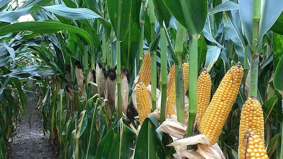 Stay young rassen hebben een specifiek afrijpingspatroon waardoor er een iets langere tijd is waarin u kunt oogsten. Powercell rassen van Syngenta