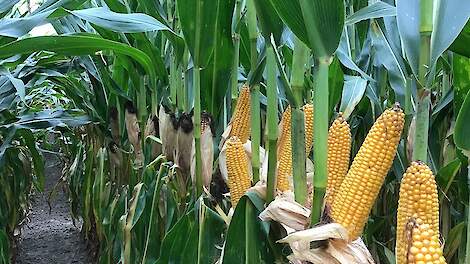 Stay young rassen hebben een specifiek afrijpingspatroon waardoor er een iets langere tijd is waarin u kunt oogsten. Powercell rassen van Syngenta