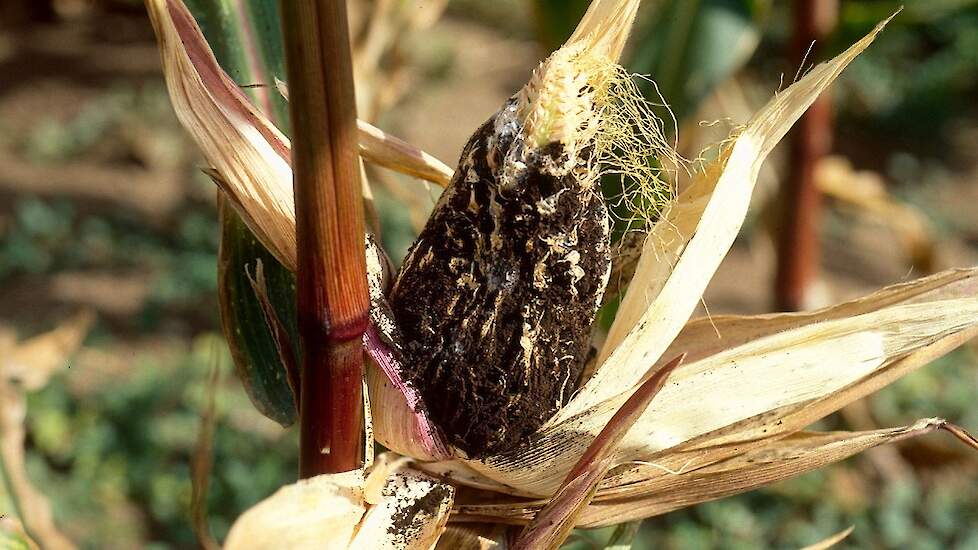 Maiskopbrand , ook wel heasmut genoemd (Sphacelotheca reiliana) is een schimmel onder de schutbladeren