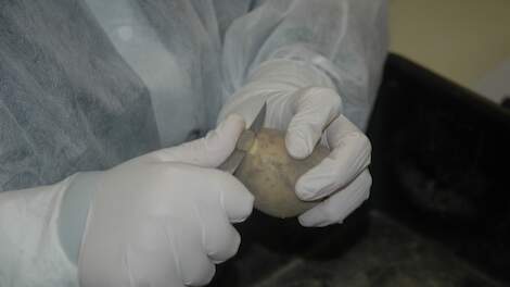 De NAK heeft het laboratorium waar de aardappelen worden gesneden uitgebreid.