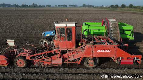 Aardappels rooien | Potato harvest | Kartoffeln roden | AMAC ZM2 | New Holland | Miedema | 2021
