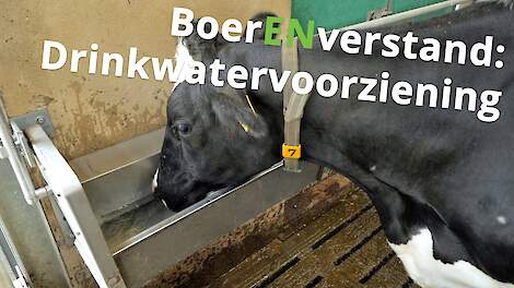 Water; een onderschat onderdeel van het rantsoen - BoerENverstand