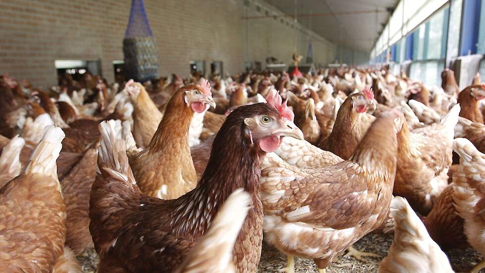 „Onder 7,8 cent per stuk moet een leghennenhouder zijn bruine ster-eieren niet verkopen. De handel moet mee in de hogere kostprijs voor eieren", zegt Jacco Wisserhof van LTO/NOP.