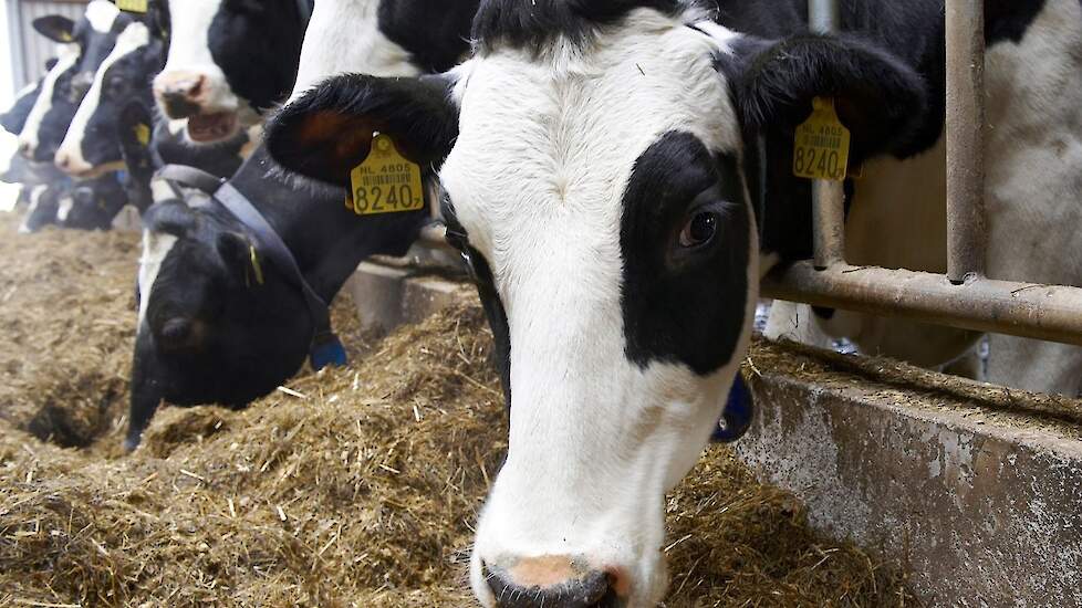 zonnebloem pianist Saai AgruniekRijnvallei › Hoeveel melkzuur kan een koe verdragen? | Melkvee.nl -  Nieuws en kennis voor de melkveehouder