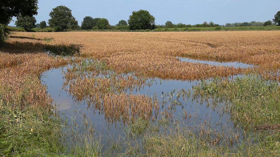 Afbeelding van wateroverlast in Noord-Limburg afgelopen zomer.