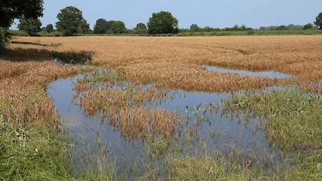 Afbeelding van wateroverlast in Noord-Limburg afgelopen zomer.