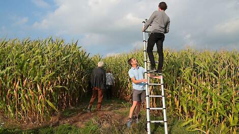 Terwijl Thierry Stokkermans de ladder stevig vasthoudt, bekijkt Erik Vermeer de verschillen tussen de koolstofvriendelijk geteelde (links) en de traditioneel gezaaide maïs.