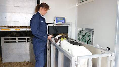Een medewerker van MKD weegt en classificeert de nuka's direct bij aflevering, waardoor melkveehouders meer zicht krijgen op het gewicht en de kwaliteit van de afgeleverde kalveren.