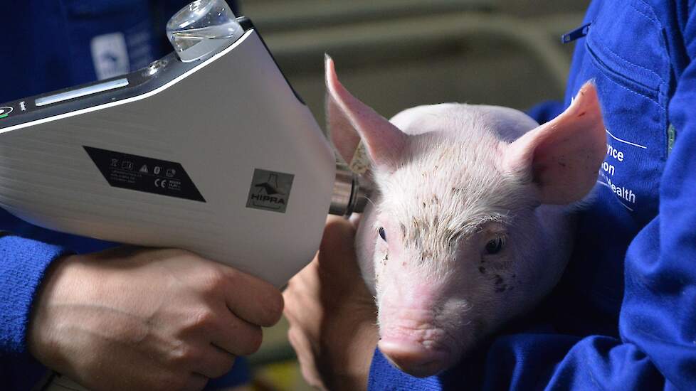 Vooral biggen reageren met een lagere pijnprikkel op intradermale enting zonder naaldgebruik. Daardoor blijft het veel rustiger in de kraamstal en blijven zeugen rustig liggen tijdens de diverse behandelingen.