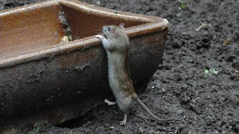 Ratten zijn slim en de aanpak van dit ongedierte vergt veel kennis.