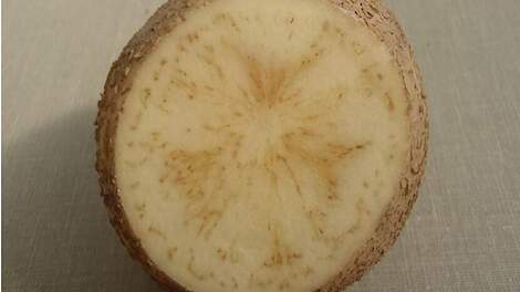 Aangetaste aardappelknollen zijn te herkennen aan de strepen die zichtbaar worden bij het doorsnijden van de knollen (vandaar de naam ‘zebra chip’).