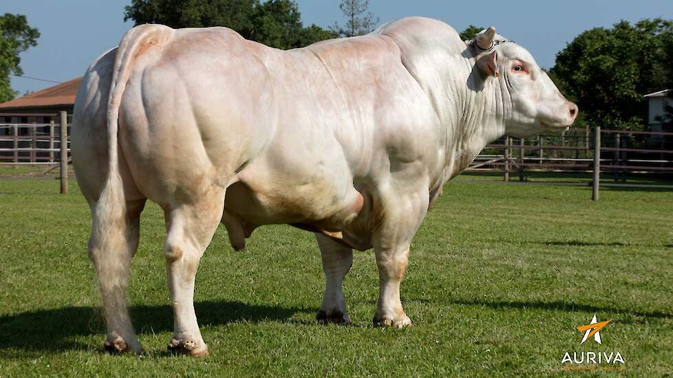 INRA 95 wordt in Nederland vermarkt door Veecom. De stier Jilouk (foto) is een van de makkelijkst afkalvende stieren van dit moment. De kalveren zijn overwegend lichtgrijs van kleur.