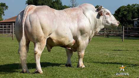 INRA 95 wordt in Nederland vermarkt door Veecom. De stier Jilouk (foto) is een van de makkelijkst afkalvende stieren van dit moment. De kalveren zijn overwegend lichtgrijs van kleur.