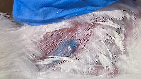 Vaccinatie controle van de vleugelprik gaat makkelijker met blauwe kleurstof