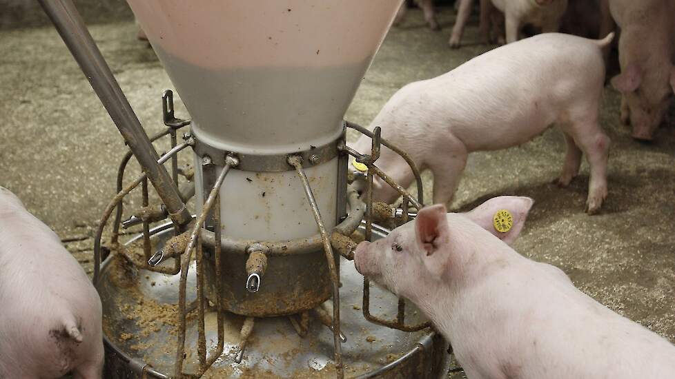 Biggen reageren verschillend op ontmoetingen met onbekende dieren.