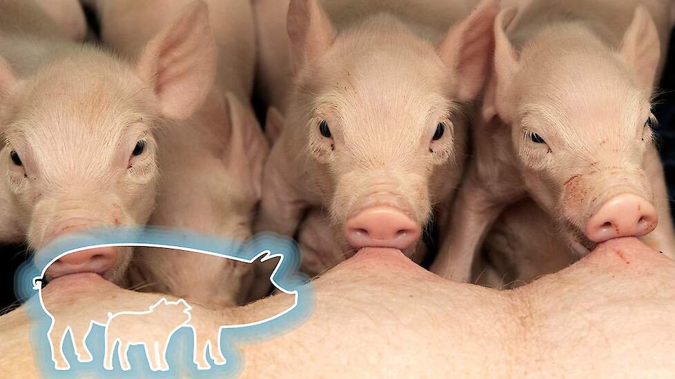 Vroege en doorlopende PRRS aanpak voor varkens met topprestaties