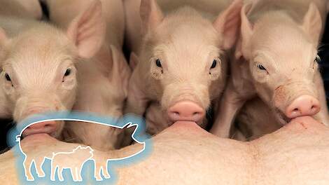 Vroege en doorlopende PRRS aanpak voor varkens met topprestaties