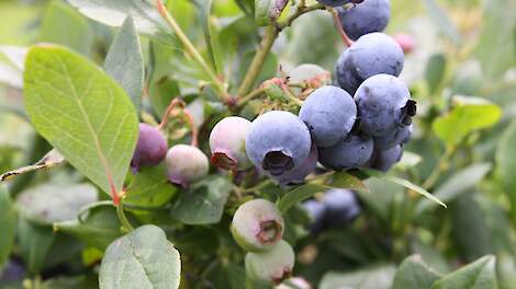 Spreeuwen zorgen voor miljoenen schade in Limburgse blauwebessenplantages.