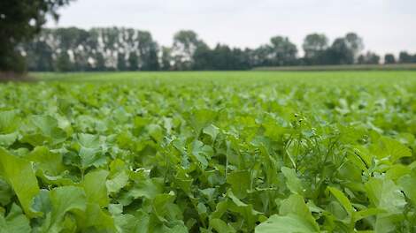 De harde deadline voor 1 oktober voor het zaaien van vanggewassen is gelukkig geschrapt, aldus BO Akkerbouw.