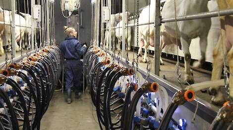 In de melkgeitenhouderij zitten de meeste kosten voor vreemde arbeid in het melken, want het is een tijdrovende klus.
