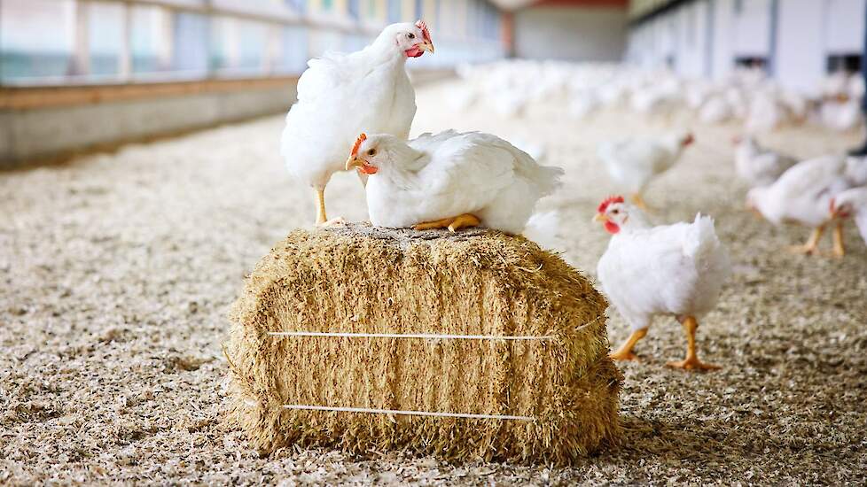 „Er ontstaat een krapte aan vleeskuikens door de overgang naar 1 ster Beter Leven vleeskuikens in 2023 in Nederland en het European Chicken Commitment (ECC) in 2026”, zegt Martine Onderdijk van 2 Sisters Storteboom.