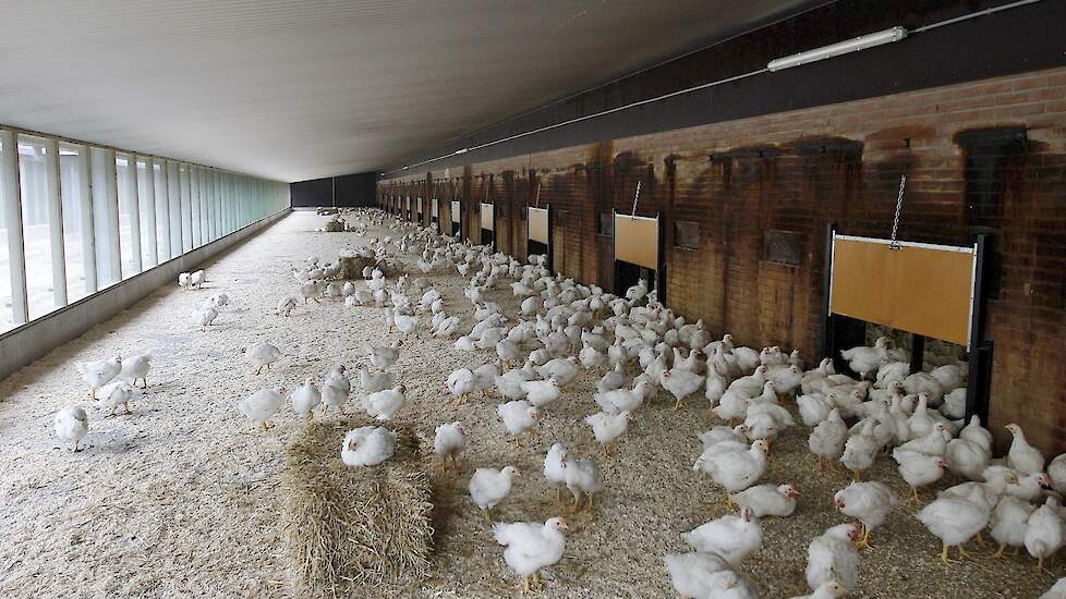 „We hebben zorgen over controles op het voldoen aan de eisen van 1 ster Beter Leven kip in Oost-Europese landen zoals Polen en Roemenië”, zegt Nepluvi-voorzitter Gert-Jan Oplaat. Beeld: Ter illustratie.