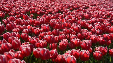 Tulpen