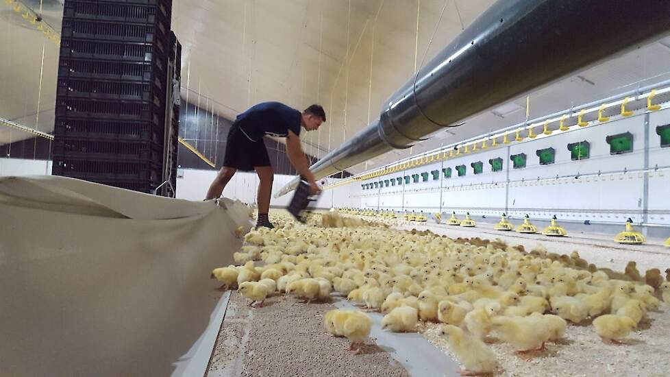 De Vlaamse belangenbehartiger Landsbond Pluimvee adviseert vleeskuikenhouders om eerst de afzet van de slachtrijpe kuikens te regelen en dan pas nieuwe kuikens op te zetten. Beeld ter illustratie.