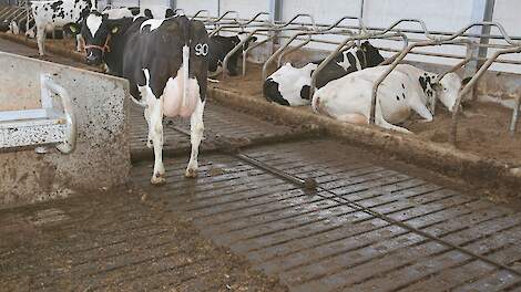 Voorbeeld van een emissiearme stalvloer in de melkveehouderij