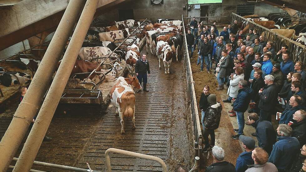 Gerrit van der Kolk van fokveebedrijf Bossink toont een van de 15 excellente koeien op het bedrijf, Bossink Miranda 133. Ze is moeder van twee KI-stieren: Bossink Diego Rf en Bossink Red Volvo. (De bijeenkomst werd gehouden vóór de aangescherpte corona-ma
