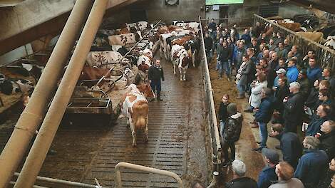 Gerrit van der Kolk van fokveebedrijf Bossink toont een van de 15 excellente koeien op het bedrijf, Bossink Miranda 133. Ze is moeder van twee KI-stieren: Bossink Diego Rf en Bossink Red Volvo. (De bijeenkomst werd gehouden vóór de aangescherpte corona-ma