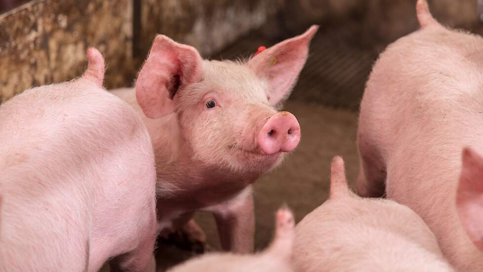 ‘Rustige varkens, minder beschadigingen en betere dierprestaties’