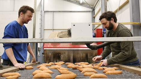 De broers Joris (links) en Geerd (rechts) van Geel leveren hun zoete aardappelen onder meer aan grote Nederlandse handelaren en supermarktketen Jumbo.
