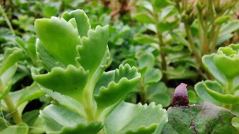 Afbeelding van sedum ter illustratie.
