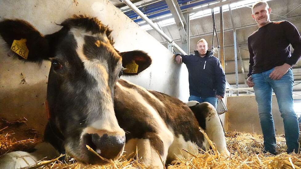 Harmke 309 in december 2020, samen met Bram Jansen van ForFarmers en veehouder Harry Sol (r).