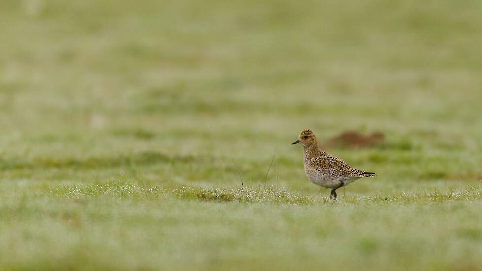 Afbeelding van goudplevier (Pluvialis apricaria).