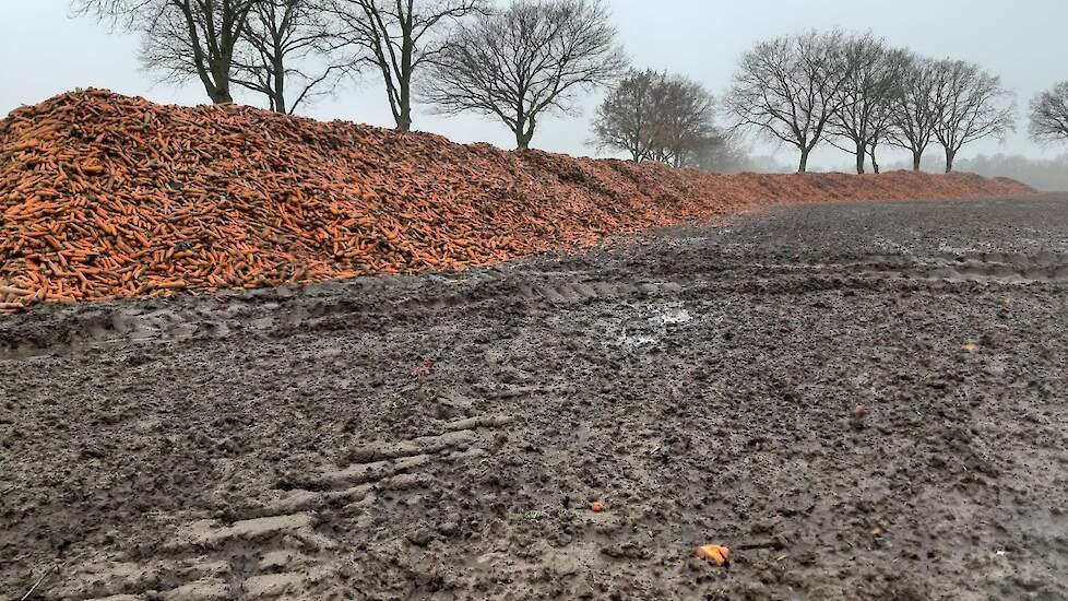 Deze grote hoop wortelen van akkerbouwer Roost mag gratis worden opgeladen. De afnemer heeft er geen afzet voor.